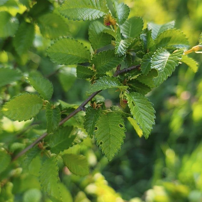 Photo of the plant species European Field Elm by @HighclassDill74 named Bodhi on Greg, the plant care app