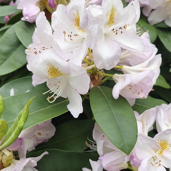 Photo of the plant species Great Laurel by @HighclassDill74 named Miley on Greg, the plant care app