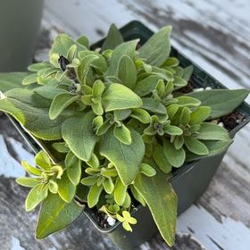 Photo of the plant species Petunia 'Ray Black' by @SugarCidergum98 named Miley on Greg, the plant care app
