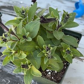 Photo of the plant species Crazytunia by @SugarCidergum98 named Coco on Greg, the plant care app