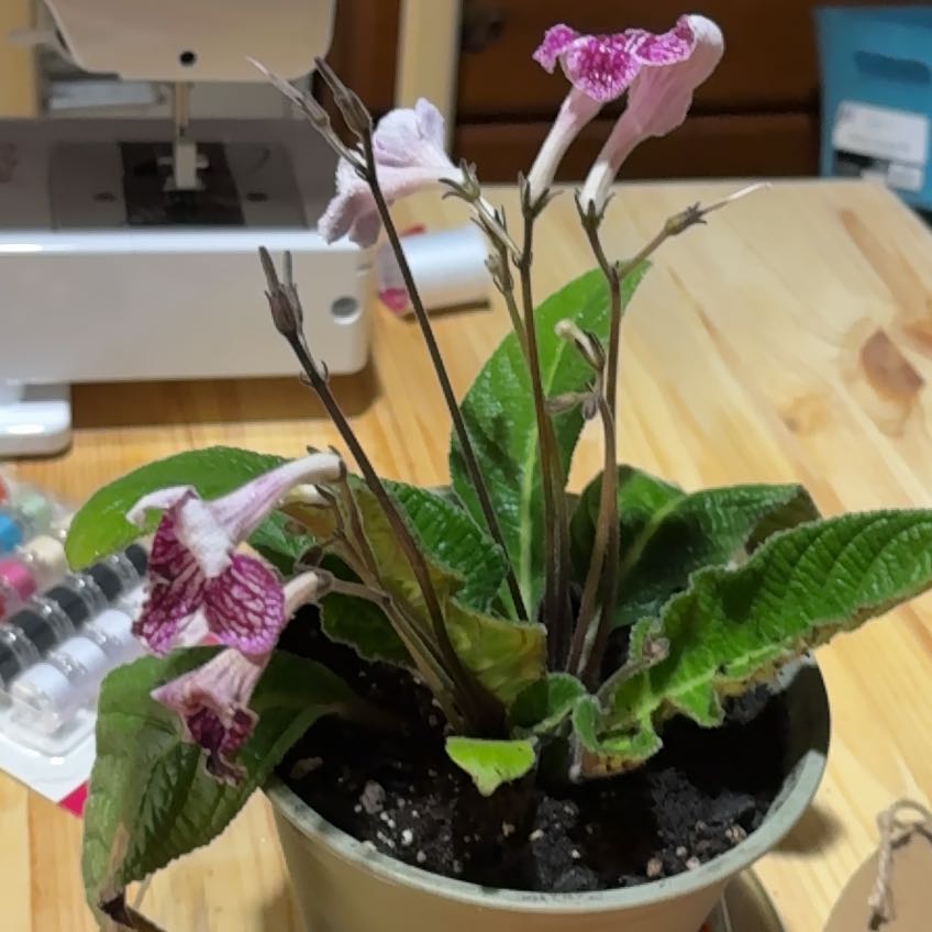 Photo of the plant species Streptocarpus 'Ladyslippers Strawberry Ice' by @SugarCidergum98 named Orwell on Greg, the plant care app
