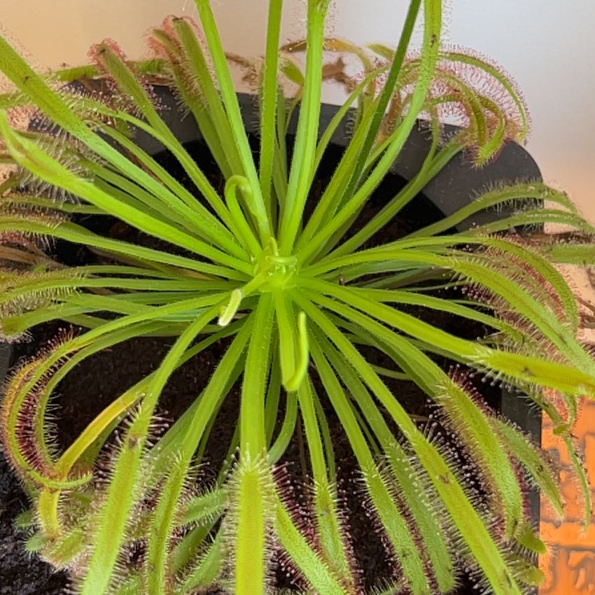 Cape Sundew plant with long, slender leaves covered in sticky glandular hairs.