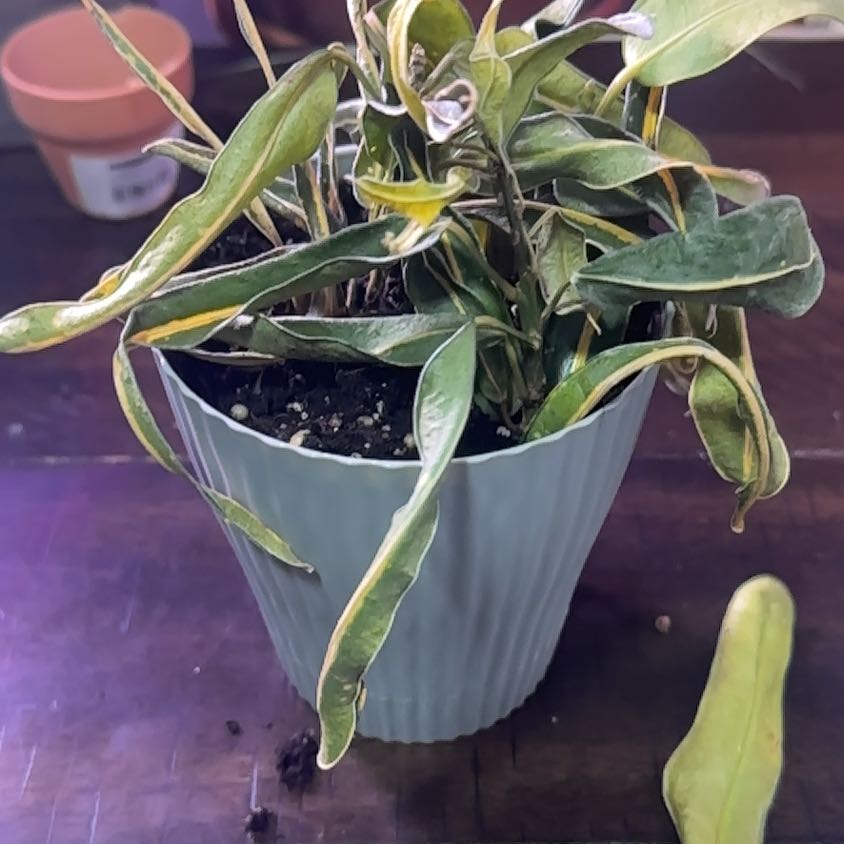 Photo of the plant species Banana Croton by @JocoseLippia named Queen on Greg, the plant care app