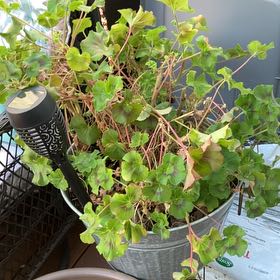 Photo of the plant species Ivy Geranium by @FastQuince54 named Einstein on Greg, the plant care app