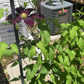 Photo of the plant species Italian Leather Flower by @FastQuince54 named Queen on Greg, the plant care app