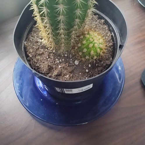 Photo of the plant species Trichocereus by @ZealousQuince93 named Foxxy on Greg, the plant care app