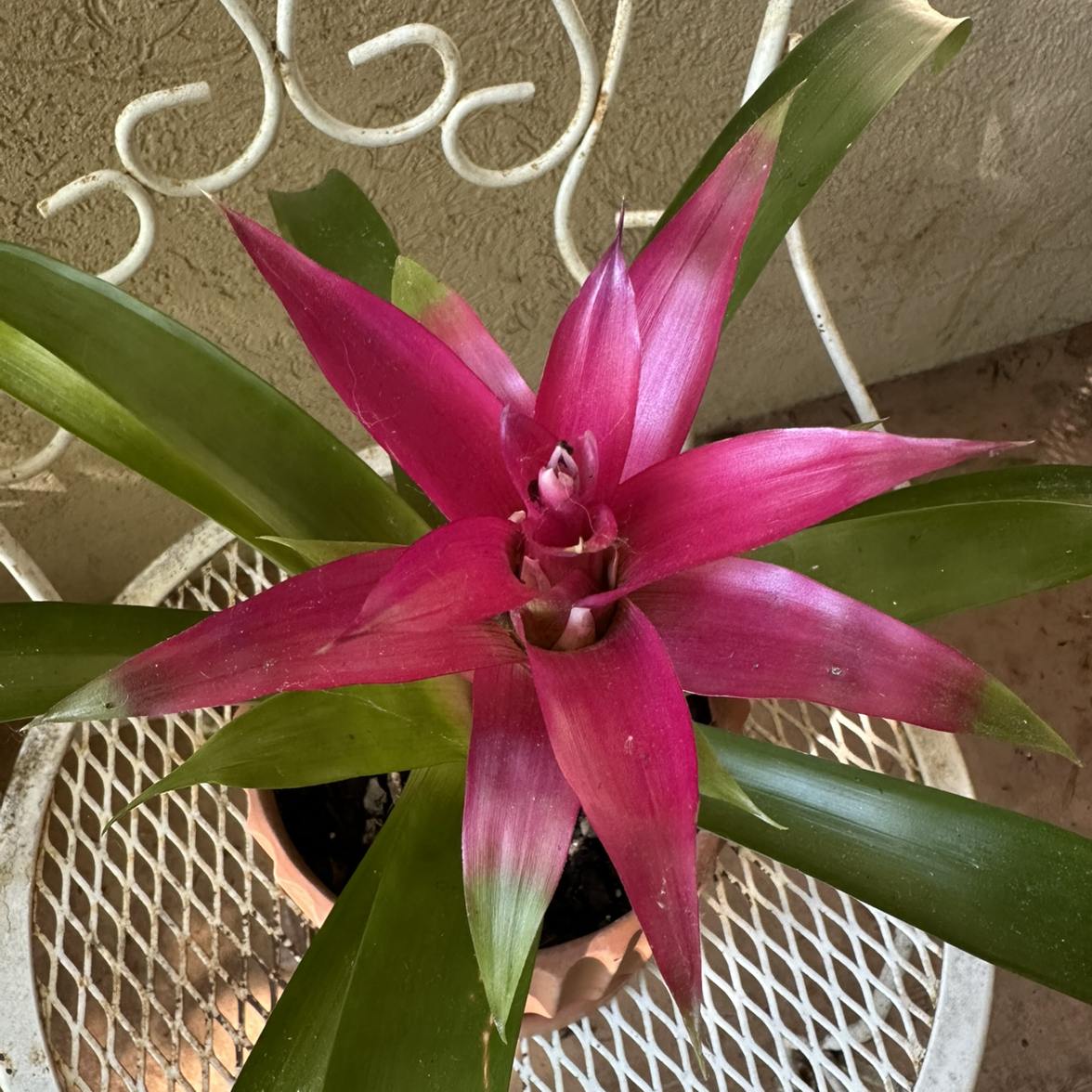 Photo of the plant species Guzmania Bromeliad by @JessGee named Cole Sprouts on Greg, the plant care app