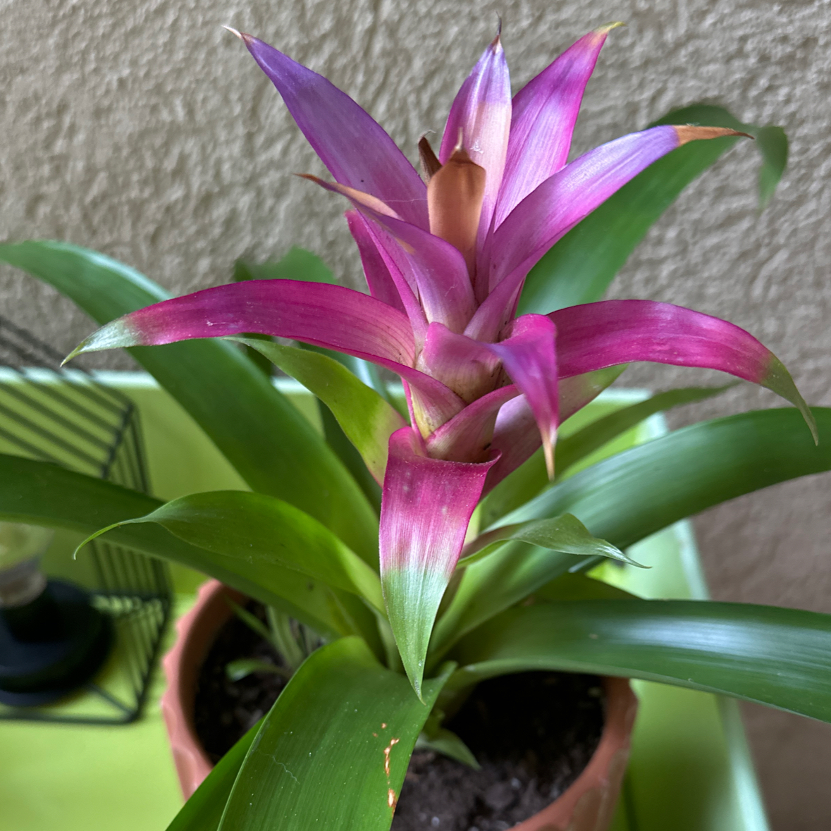 Photo of the plant species Guzmania Bromeliad by @JessGee named Cole Sprouts on Greg, the plant care app