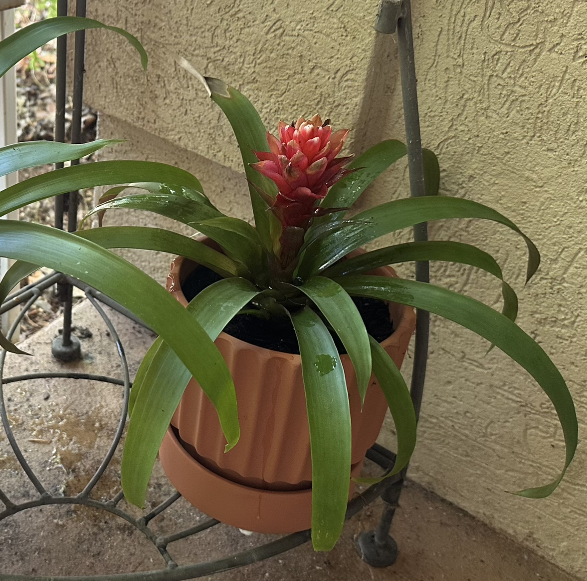 Photo of the plant species Guzmania Bromeliad by @JessGee named Dylan Sprouts on Greg, the plant care app
