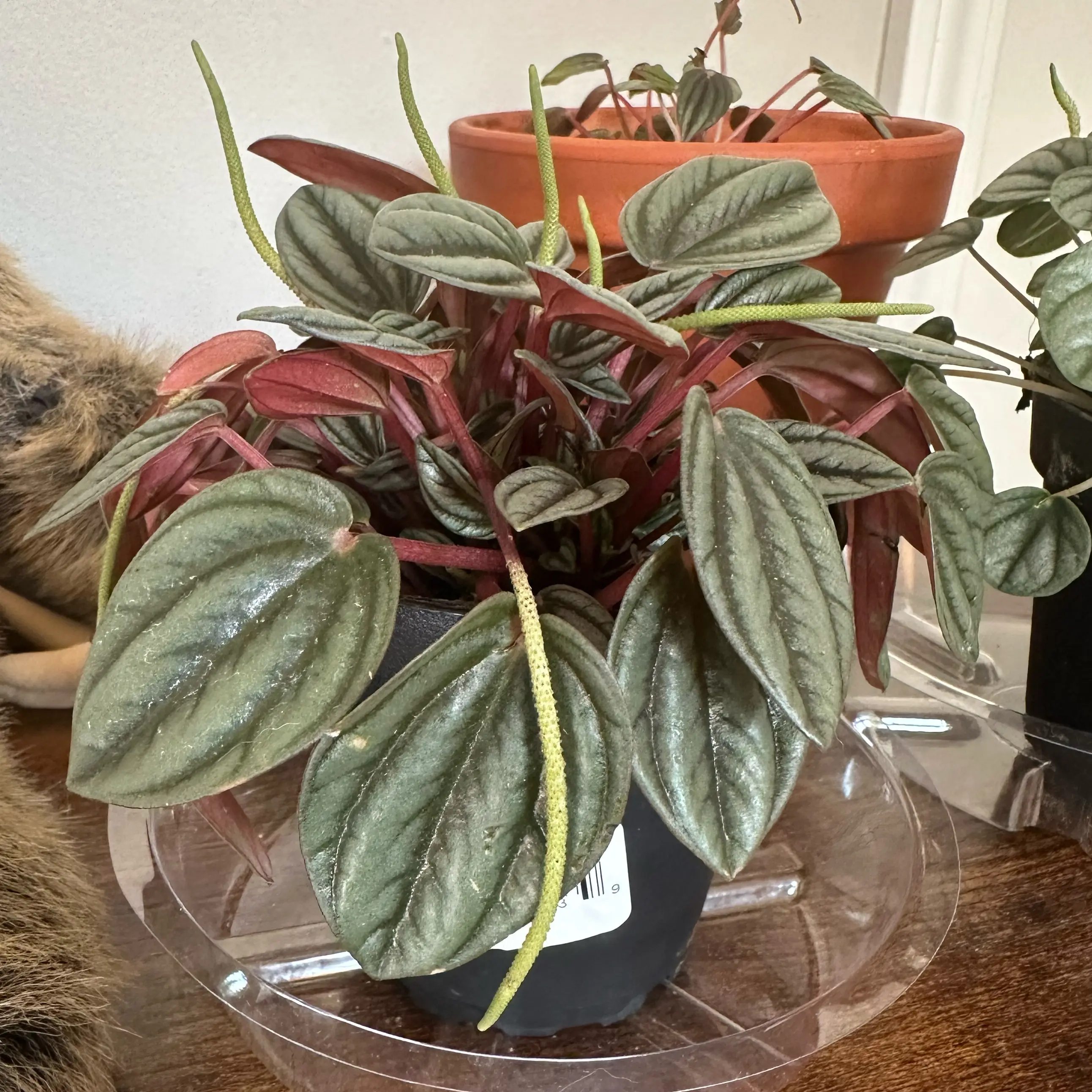 Photo of the plant species Peperomia San Marino by @JessGee named Sage on Greg, the plant care app