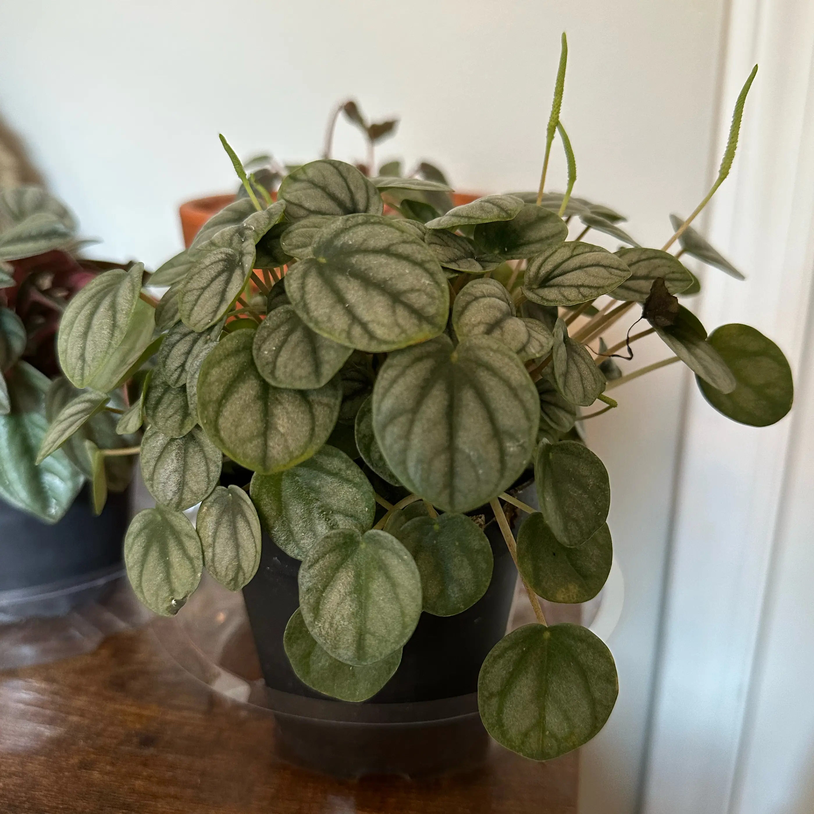 Photo of the plant species Peperomia Little Tuscany by @JessGee named Bella on Greg, the plant care app
