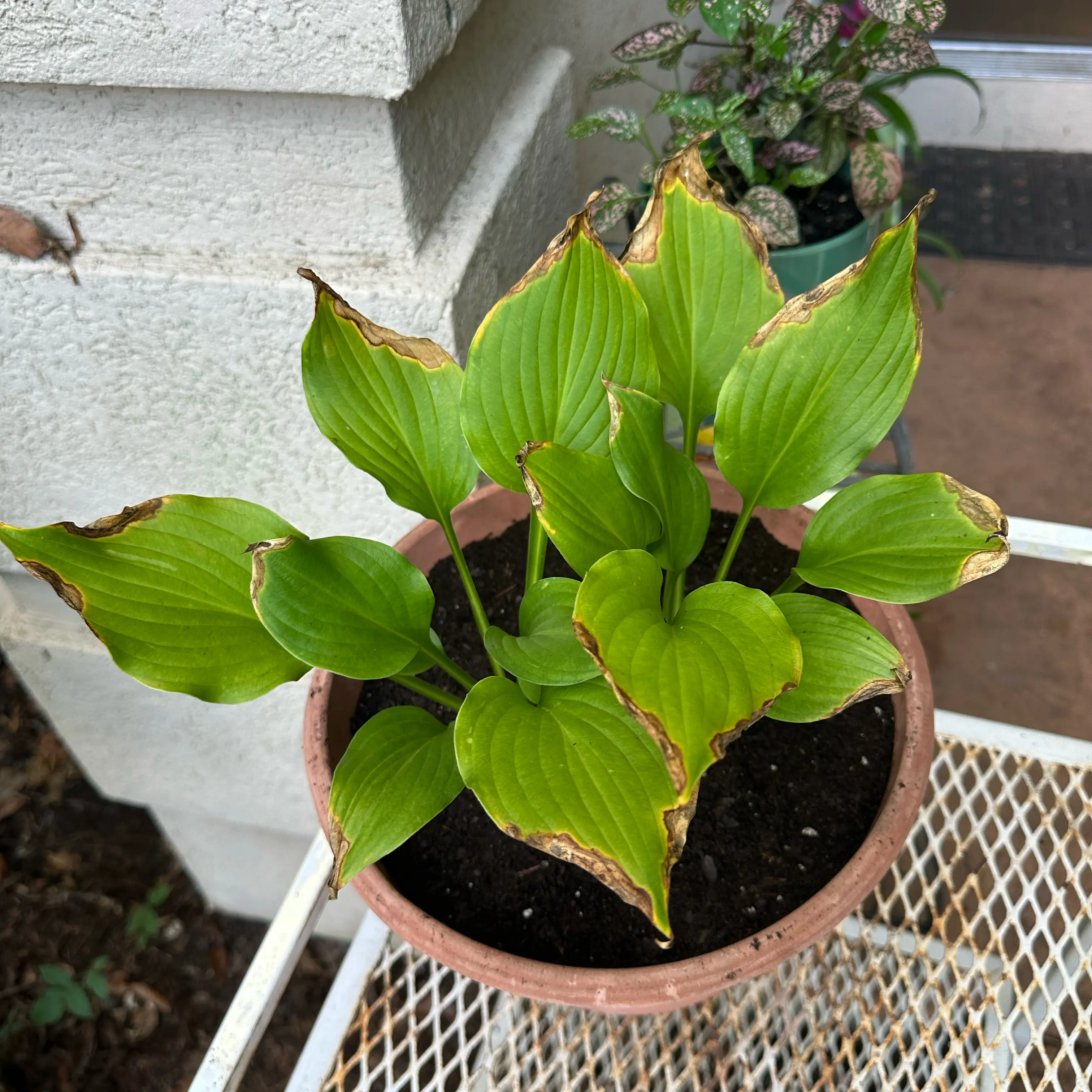 Photo of the plant species Hosta 'Sum and Substance' by @JessGee named Nemo on Greg, the plant care app