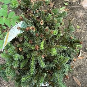 Photo of the plant species Norway Spruce by @UnlimitedFord11 named Bigleef Smalls on Greg, the plant care app