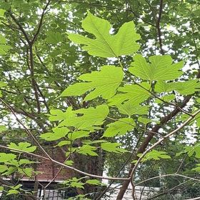 Photo of the plant species Brown Turkey Fig by @UnlimitedFord11 named Forrest on Greg, the plant care app