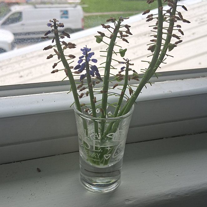 Photo of the plant species Grape Hyacinth by @PerfectTimeout5 named Ulysses S Plant on Greg, the plant care app