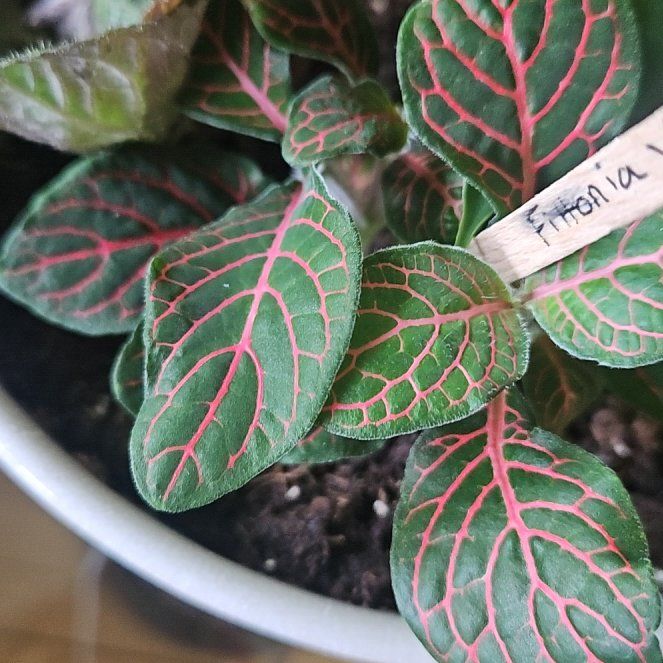 Photo of the plant species Red Vein Fittonia by @FireballPetunia named Rihanna on Greg, the plant care app