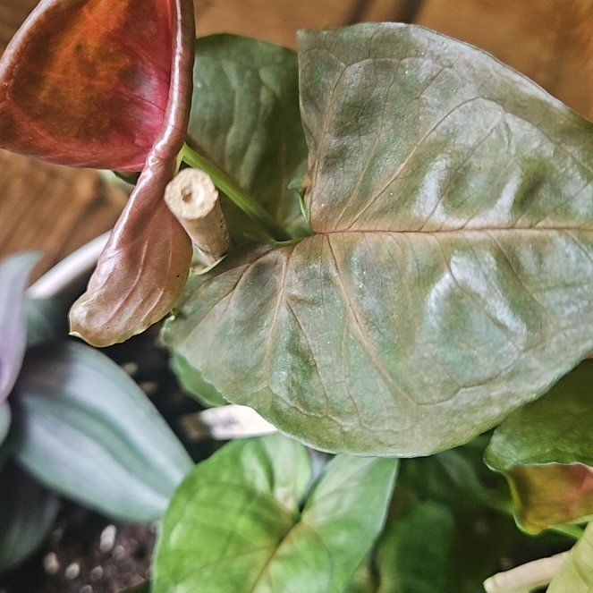 Photo of the plant species Peperomia Red Edge by @FireballPetunia named Treeyoncé on Greg, the plant care app