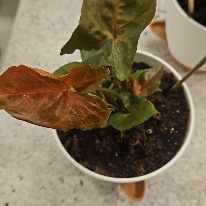 Photo of the plant species Syngonium 'Merry Maria' by @FireballPetunia named Stella on Greg, the plant care app