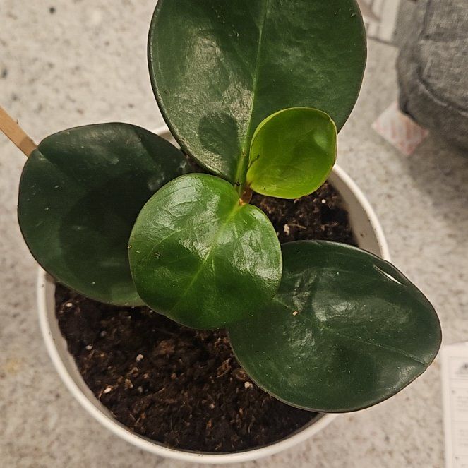 Photo of the plant species Peperomia 'Red Edge' by @FireballPetunia named Lola on Greg, the plant care app
