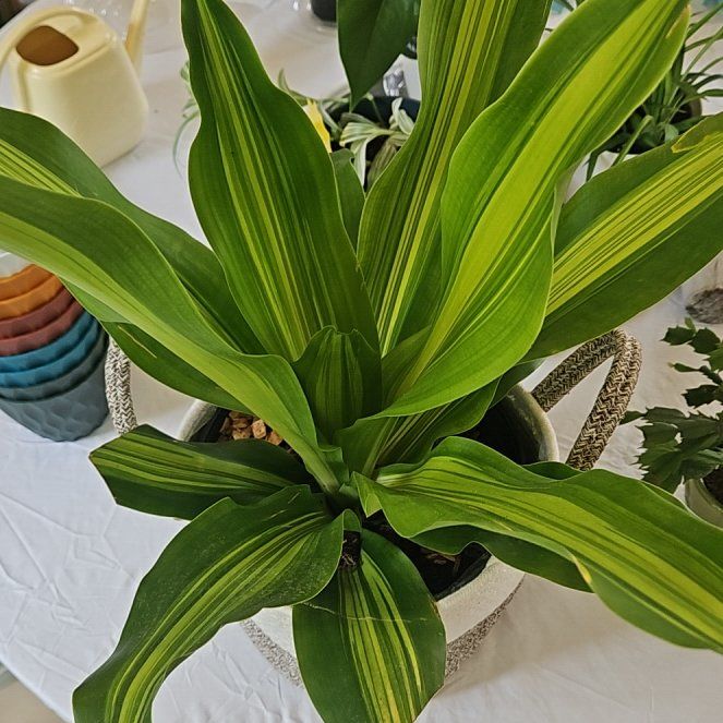 Photo of the plant species Dracerna Golden heart by @FireballPetunia named Luna on Greg, the plant care app