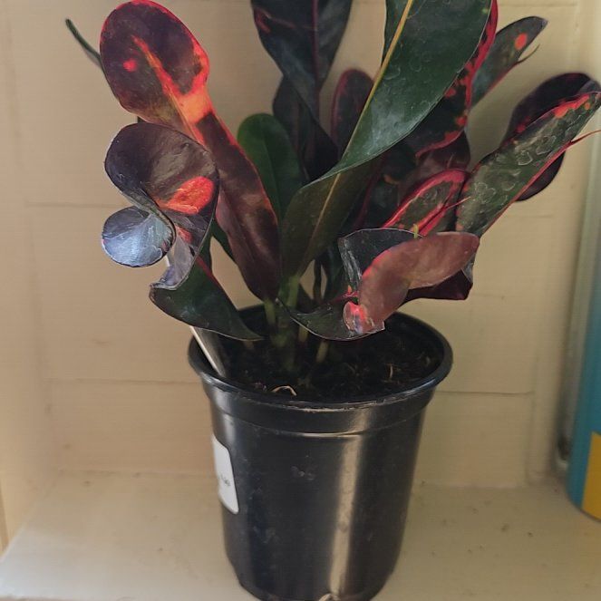Photo of the plant species Mammy Croton by @FireballPetunia named Elle on Greg, the plant care app