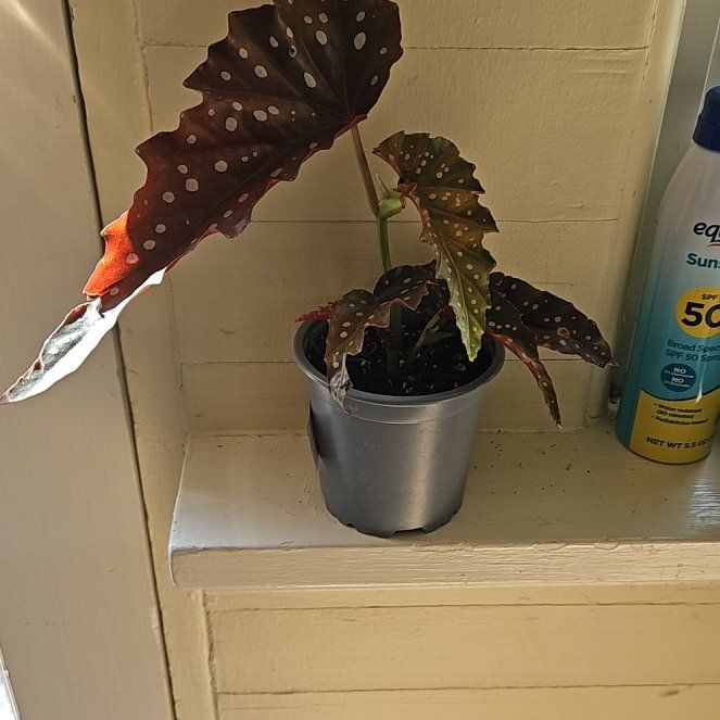 Photo of the plant species Begonia Cracklin Rosie by @FireballPetunia named Osmo on Greg, the plant care app