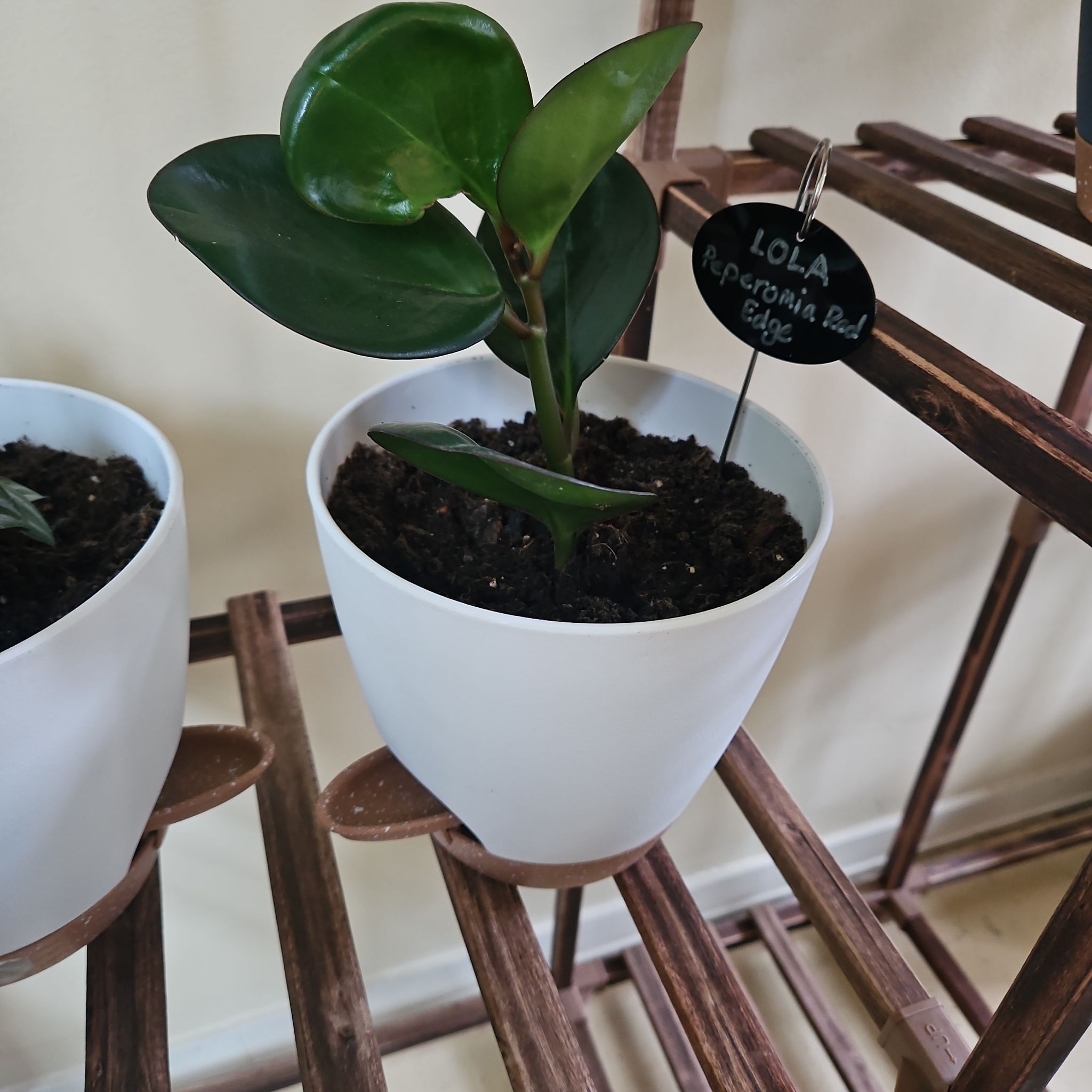 Photo of the plant species Peperomia 'Red Edge' by @FireballPetunia named Lola on Greg, the plant care app