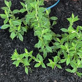 Photo of the plant species Lompoc Mesa Bush Monkeyflower by @TidyRye11 named Fernie Mac on Greg, the plant care app