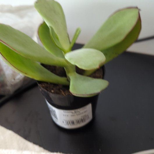Photo of the plant species Cotyledon 'Mint Truffles' by @ElatedRosea34 named Gregarious on Greg, the plant care app