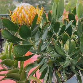 Photo of the plant species Red Pincushion-Protea by @SugarElkweed72 named Hamilton on Greg, the plant care app