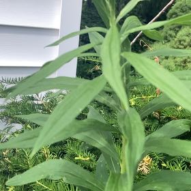 Photo of the plant species Rough Canada Goldenrod by @LadyMorombe90 named Figyonce on Greg, the plant care app