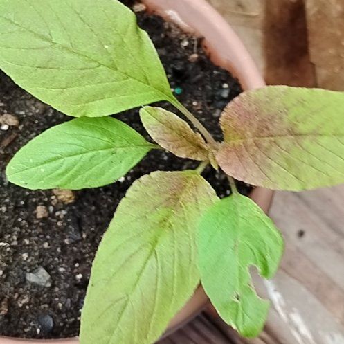 Photo of the plant species Mexican Grain Amaranth by @ImpishCoojong82 named Nithin on Greg, the plant care app