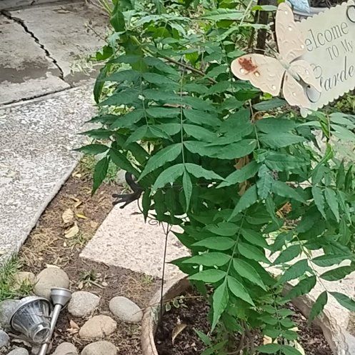 Photo of the plant species Tree-of-Heaven by @ImpishCoojong82 named Taylor Swift on Greg, the plant care app