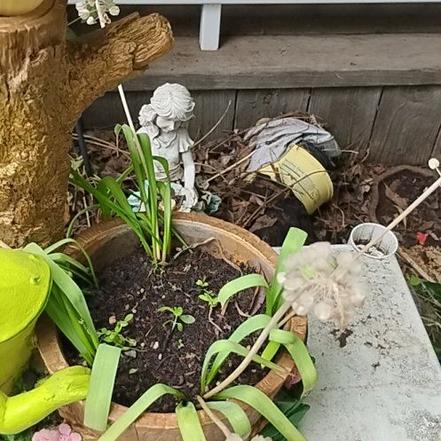 Photo of the plant species Blue Lily by @ImpishCoojong82 named Surya on Greg, the plant care app