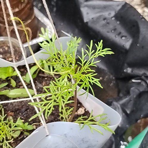 Photo of the plant species Garden Cosmos by @ImpishCoojong82 named Naomi on Greg, the plant care app