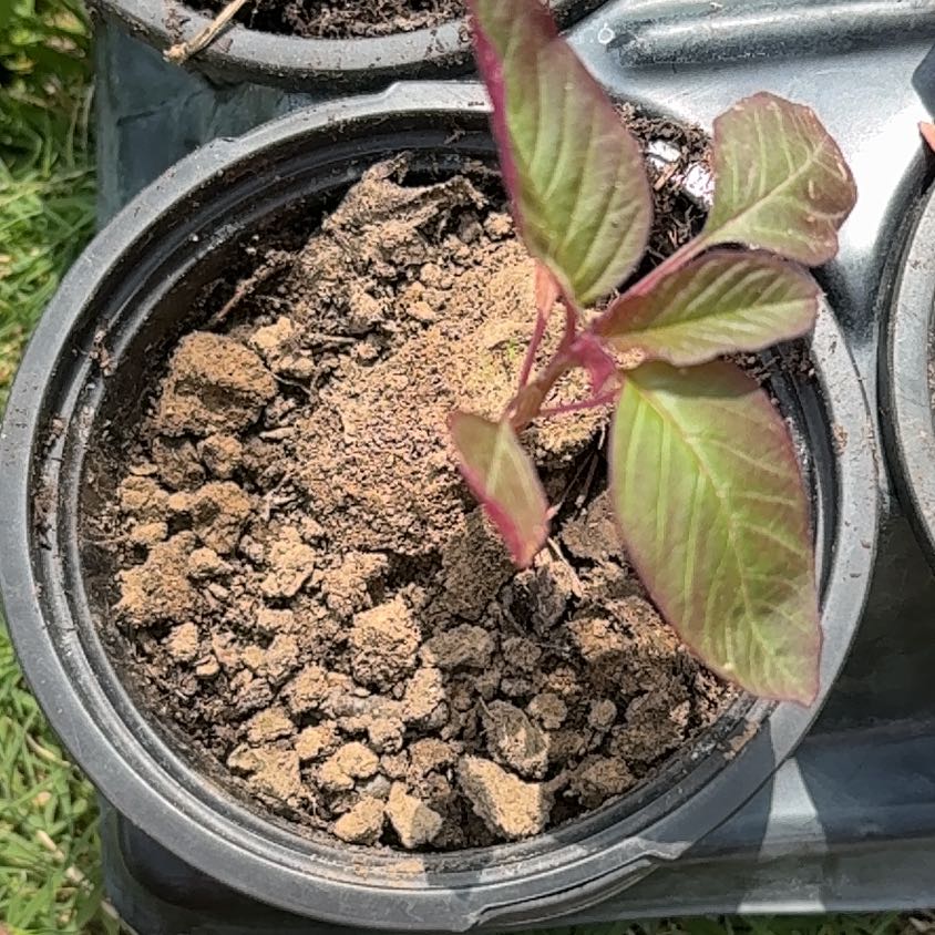 Photo of the plant species Mexican Grain Amaranth by @SpeedyPigfern79 named Drake on Greg, the plant care app