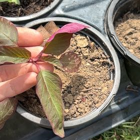 Photo of the plant species Mexican Grain Amaranth by @SpeedyPigfern79 named Sigmund on Greg, the plant care app