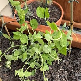 Photo of the plant species Sugar Snap Peas by @WingedRose29 named Peas on Greg, the plant care app