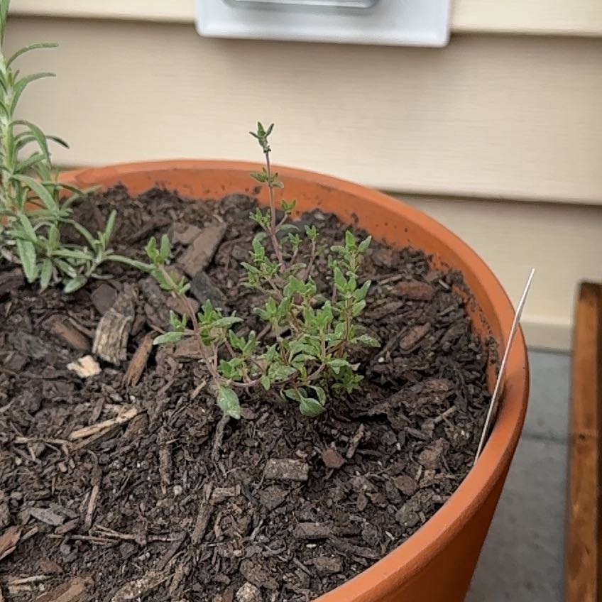 Photo of the plant species French Thyme by @WingedRose29 named Thyme on Greg, the plant care app