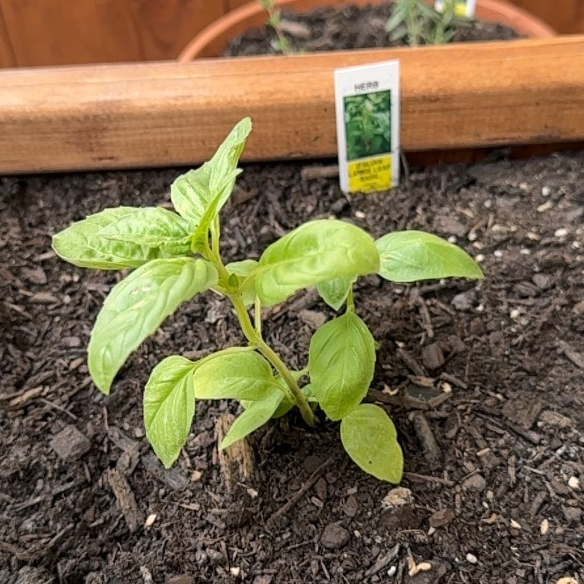 Photo of the plant species Basil 'Sweet Italian Large Leaf' by @WingedRose29 named Basil on Greg, the plant care app