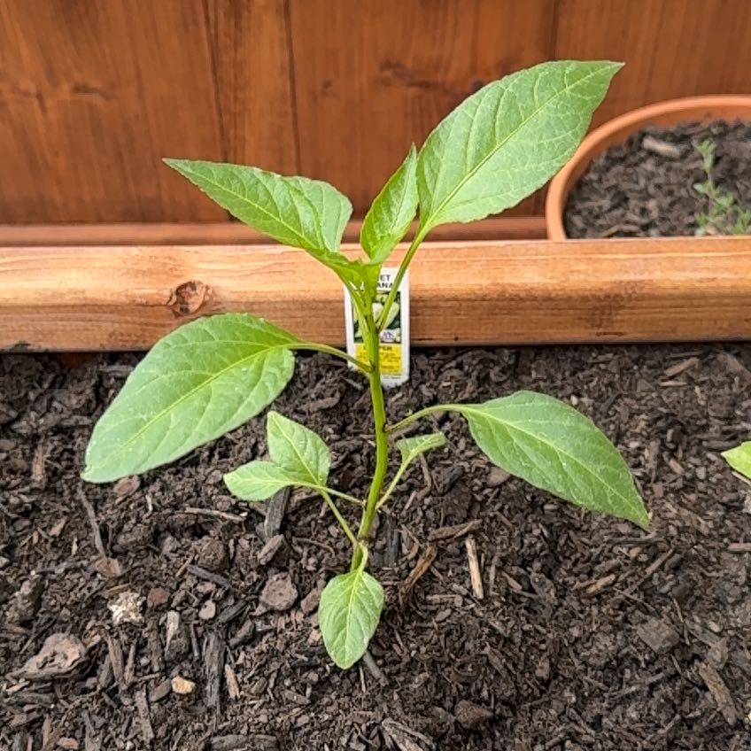 Photo of the plant species Sweet Banana Pepper by @WingedRose29 named Banana Pepper on Greg, the plant care app