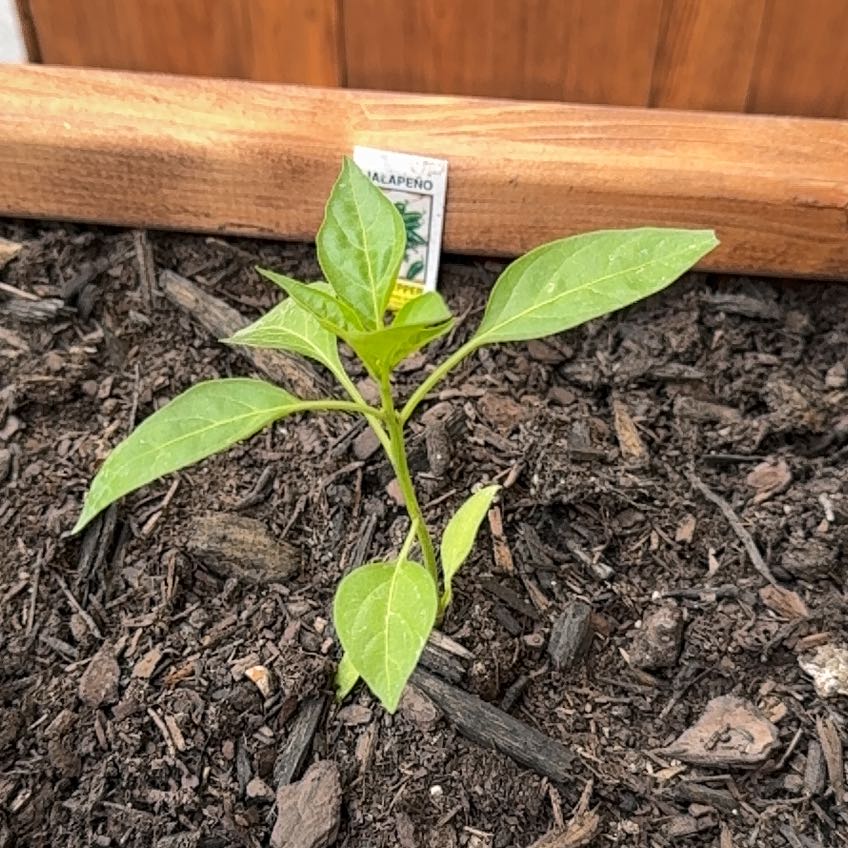 Photo of the plant species Jalapeno Pepper by @WingedRose29 named Jalapeño on Greg, the plant care app