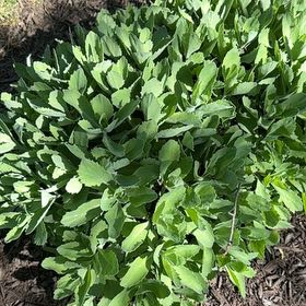 Photo of the plant species Autumn Joy Sedum by @SentinelPothos named da Vinci on Greg, the plant care app