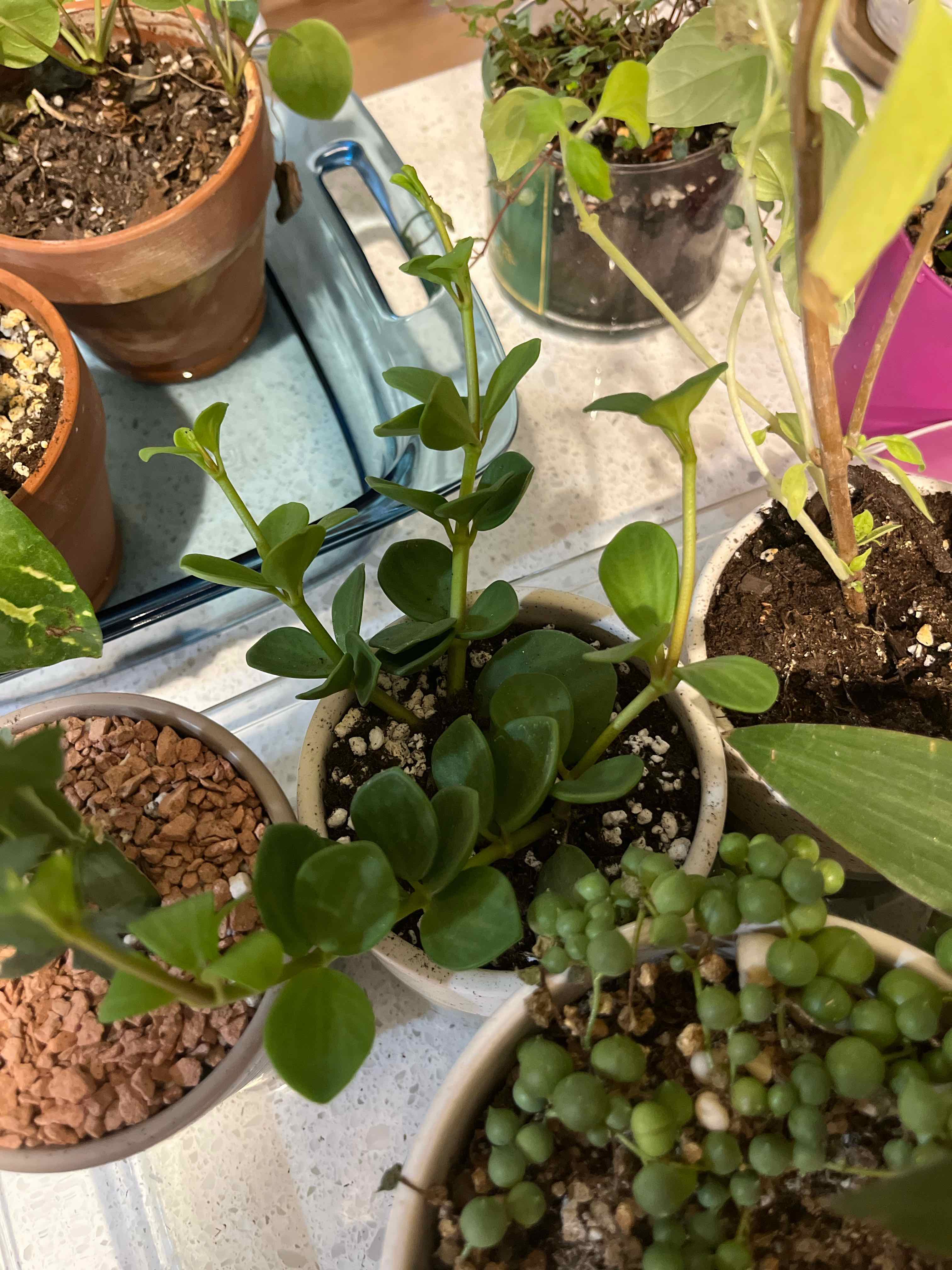 Multiple potted plants, including a healthy Peperomia deppeana with vibrant green leaves.