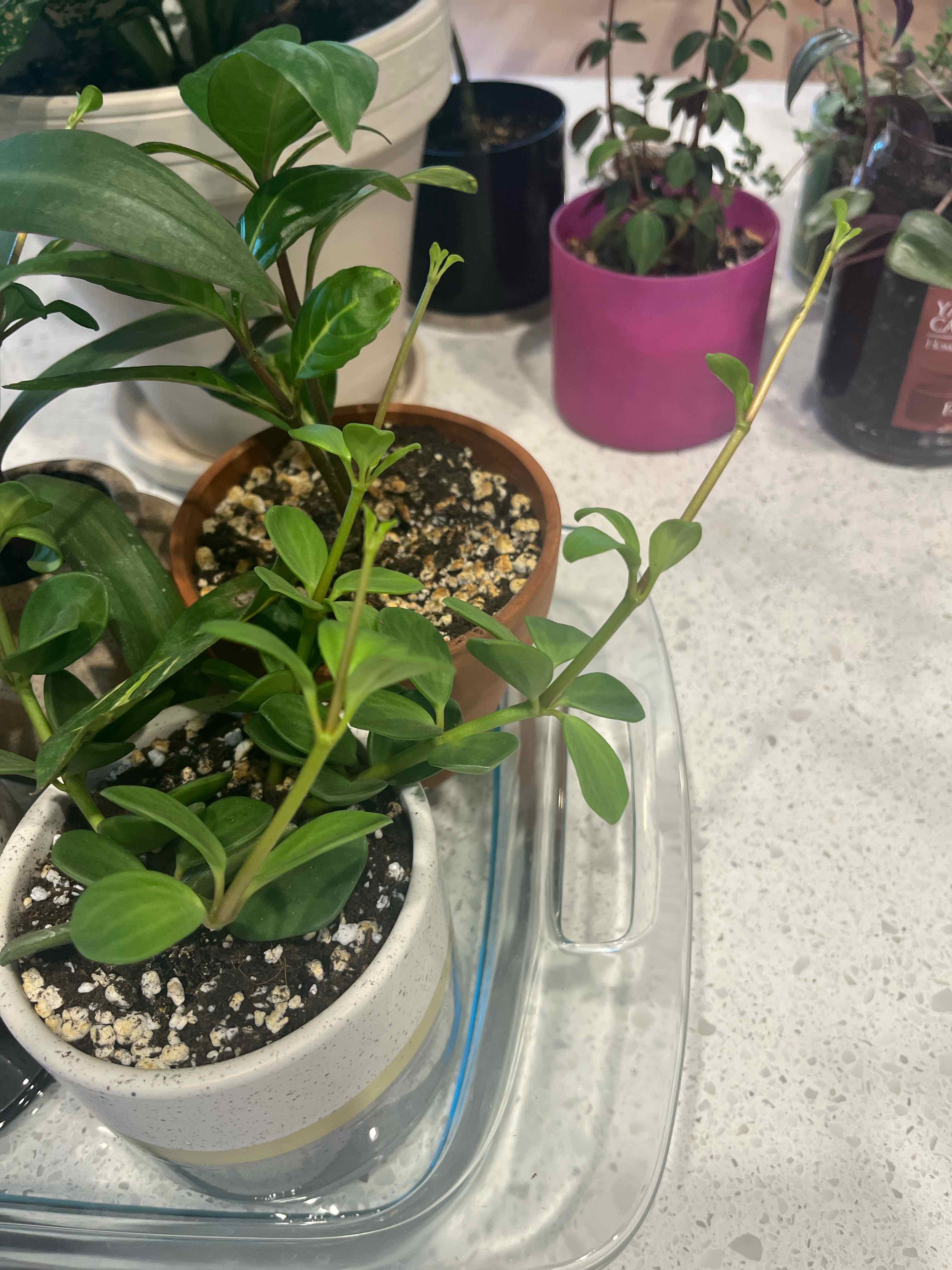 Multiple potted plants, with the main subject being a healthy Peperomia deppeana.
