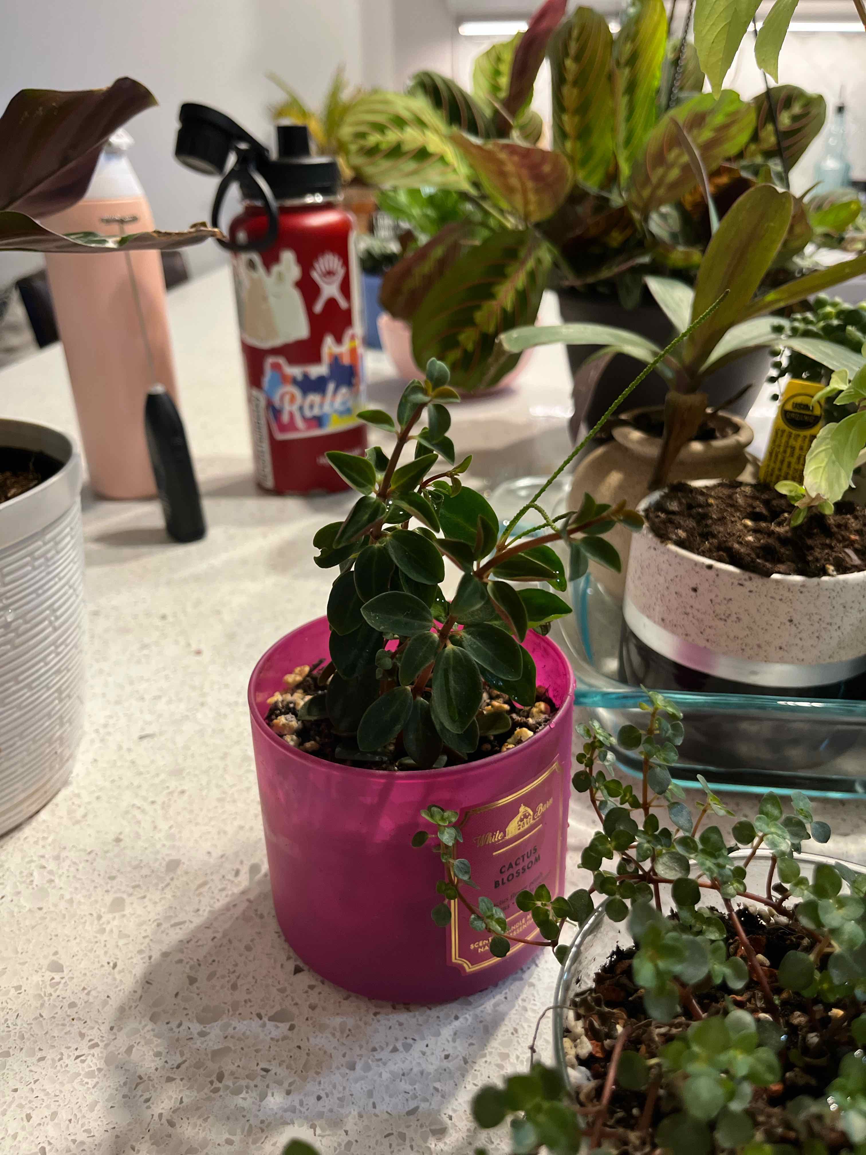 Plant care for Sanderson's Cyphostemma 'Album' on Greg, the plant care app