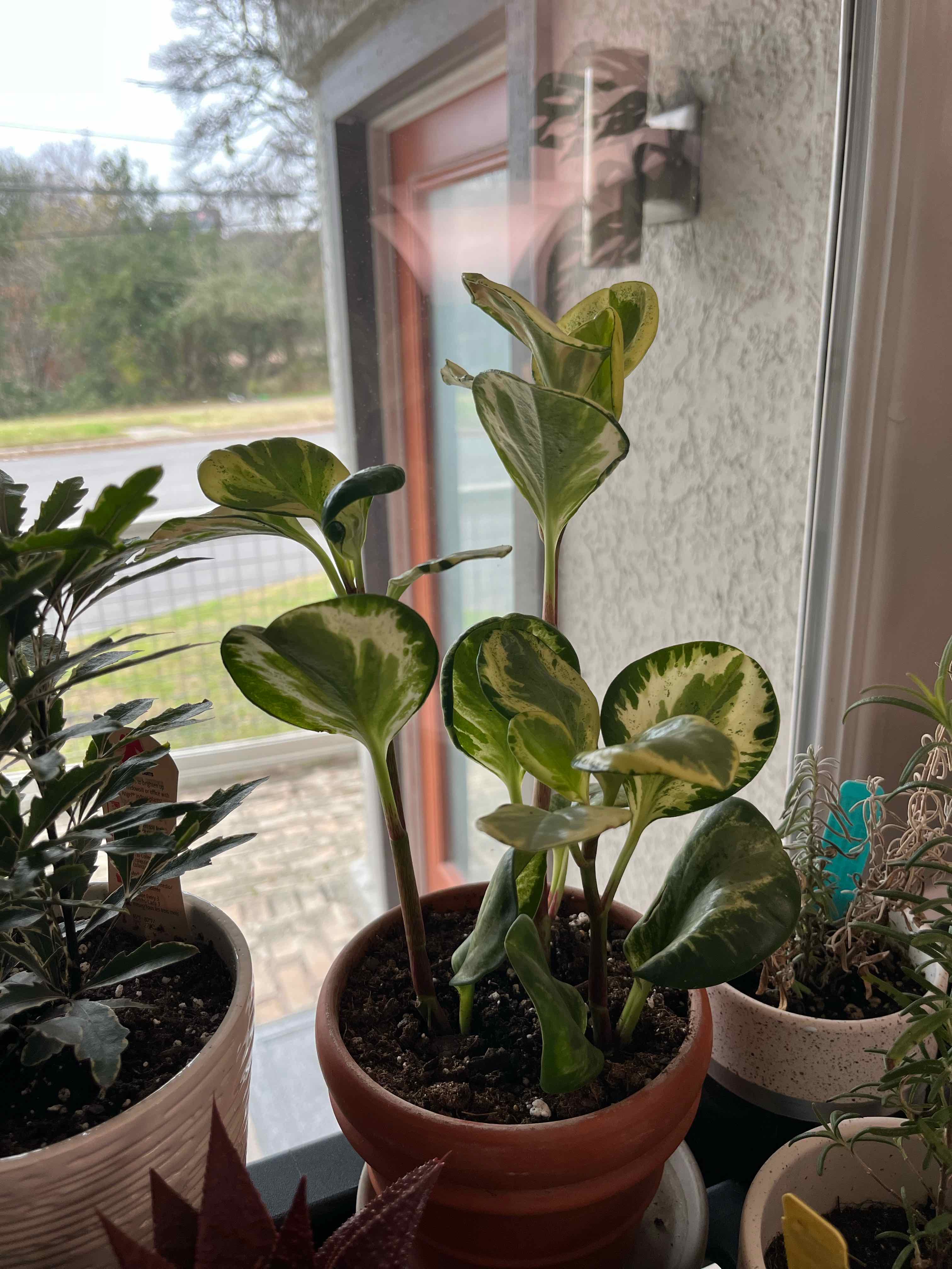 Rainbow Peperomia plant in a pot near a window with healthy variegated leaves.