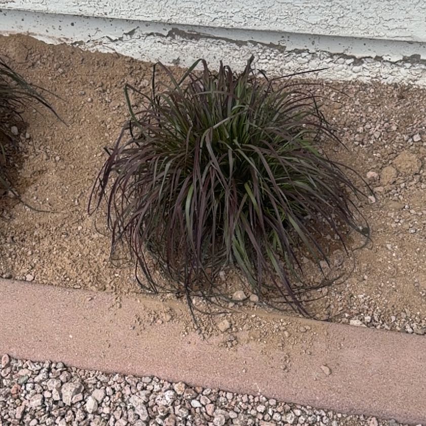 Photo of the plant species Red Fountain Grass by @BigMonkeymask97 named Darwin on Greg, the plant care app