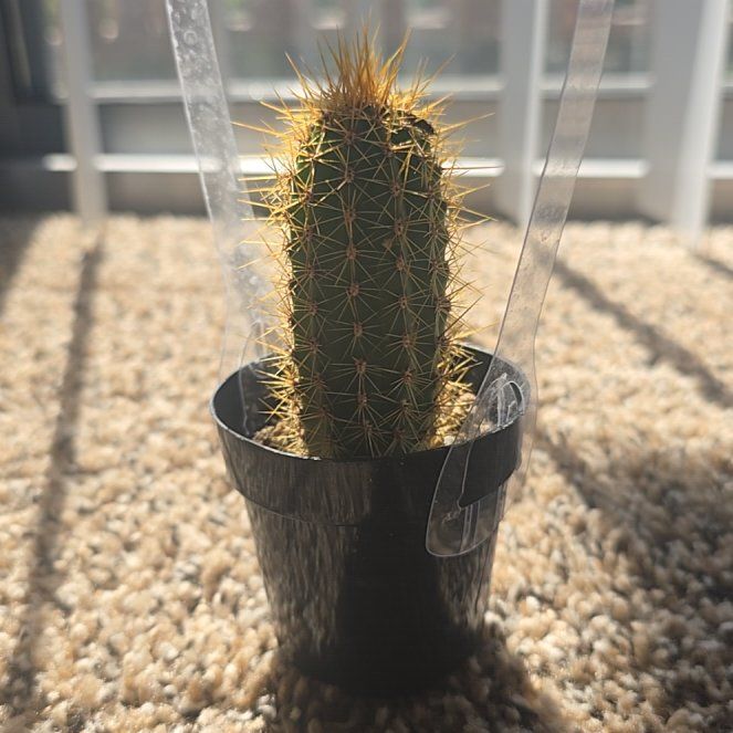 Photo of the plant species Echinopsis 'Huascha' by @PrizedCorkoak6 named Hamilton on Greg, the plant care app