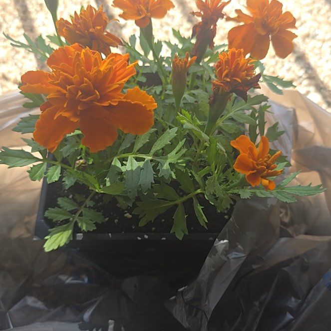 Photo of the plant species French Marigold by @PrizedCorkoak6 named Oui oui on Greg, the plant care app